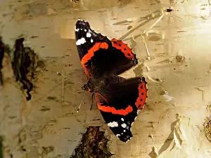 Admiral: 80195332 Red Admiral Butterfly - on Birch Tree Germany