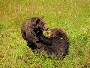 Controlled: 80195337 European Brown Bear - cubs playing - controlled