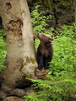 Controlled: 80195338 European Brown Bear - cub - controlled