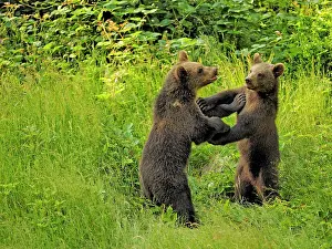 Controlled: 80195341 European Brown Bear - cubs playing - controlled