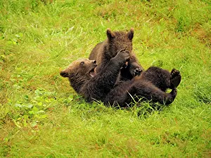 Controlled: 80195344 European Brown Bear - cubs playing - controlled