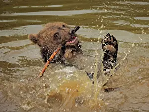 Controlled: 80195355 European Brown Bear - cub in water - controlled