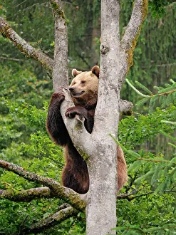 Controlled: 80195358 European Brown Bear climbing tree - controlled