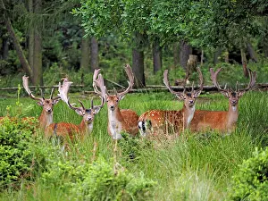 Bucks: 80195360 Fallow Deer - herd of bucks with racks