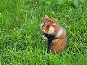 Hamster: 80195361 European Hamster Vienna, Austria Cricetus
