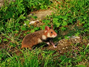 Hamster: 80195363 European Hamster - young Vienna, Austria