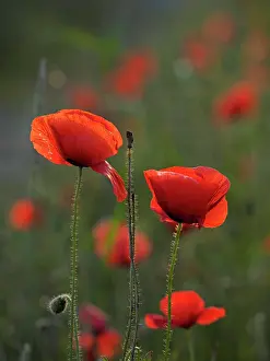Papaver: 80195365 Common Poppy Germany Papaver rhoeas Stefan