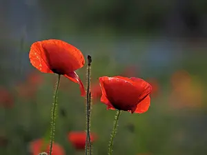 Papaver: 80195366 Common Poppy Germany Papaver rhoeas Stefan