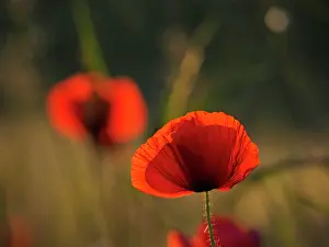 Papaver: 80195367 Common Poppy Germany Papaver rhoeas Stefan