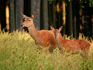 Edge: 80195368 Red Deer - cow and calf at edge of forest