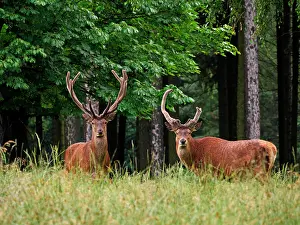 Antlers: 80195370 Red Deer - two bulls with antlers in velvet
