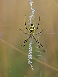 Argiope: 80195371 Wasp Spider - in web Germany Argiope bruennichi