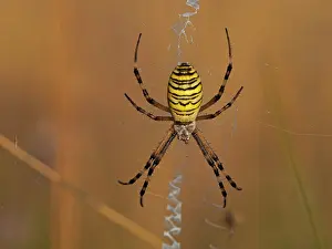 Argiope: 80195372 Wasp Spider - in web Germany Argiope bruennichi