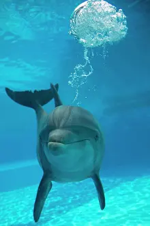 Bubbles: 80195379 Bottlenose Dolphin - blowing air bubbles
