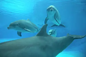 Tursiops: 80195381 Bottlenose Dolphin - underwater Tursiops