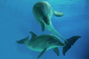 Aquaria: 80195391 Bottlenose Dolphin - mother and calf underwater