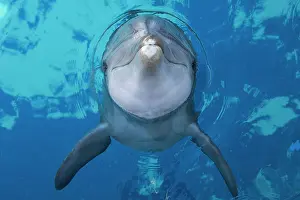 Tursiops: 80195396 Bottlenose Dolphin - surfacing Tursiops