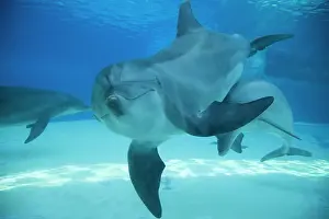 Tursiops: 80195397 Bottlenose Dolphin - underwater Tursiops