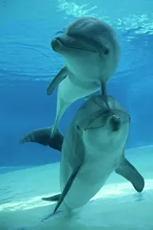 Tursiops: 80195398 Bottlenose Dolphin - underwater Tursiops