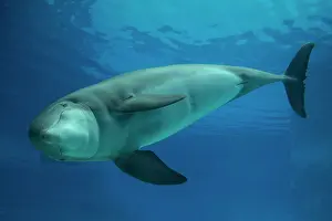 Tursiops: 80195427 Bottlenose Dolphin - underwater Tursiops