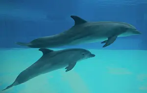Bottlenose: 80195436 Bottlenose Dolphin - underwater Tursiops