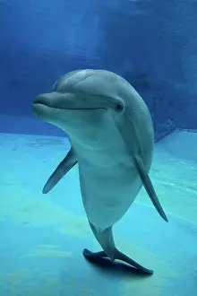 Bottlenose: 80195439 Bottlenose Dolphin - underwater Tursiops