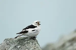 Bunting: 80195451 Snow Bunting - male in breeding plumage