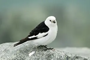Bunting: 80195452 Snow Bunting - male in breeding plumage