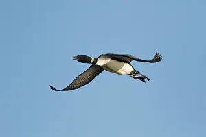 Myvatn: 80195453 Great Northern Diver - in flight Lake Myvatn