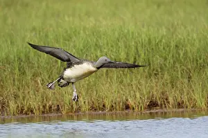 Coming: 80195454 Red-throated Diver - in flight coming in