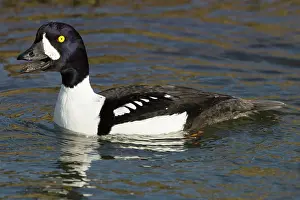 Goldeneye: 80195455 Barrow's Goldeneye - male calling Lake