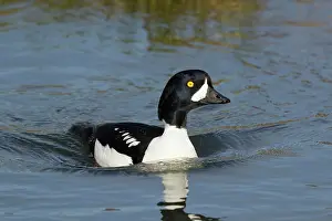 Goldeneye: 80195456 Barrow's Goldeneye - male Lake Myvatn region
