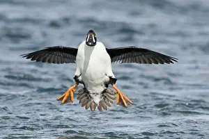 Goldeneye: 80195458 Barrow's Goldeneye - male in flight coming