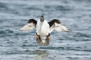Goldeneye: 80195459 Barrow's Goldeneye - male in flight coming