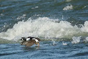 Goldeneye: 80195460 Barrow's Goldeneye - male running across