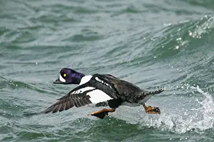 Goldeneye: 80195461 Barrow's Goldeneye - male running across