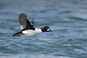 Goldeneye: 80195462 Barrow's Goldeneye - male in flight over