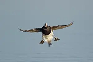 Coming: 80195463 Long-tailed Duck - in flight coming in