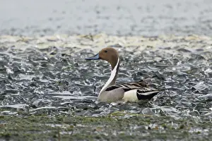 Pintail: 80195465 Pintail - male at edge of frozen lake Lake