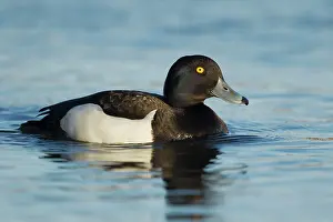 Tufted: 80195466 Tufted Duck - male Lake Myvatn, Iceland