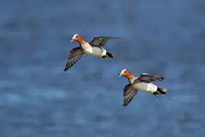 Coming: 80195467 Wigeon - in flight coming in to land Lake