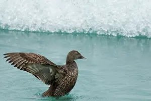 Eider: 80195468 Common Eider - female flapping wings at
