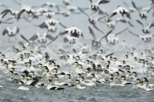 Eider: 80195470 Common Eider - flock in flight taking off