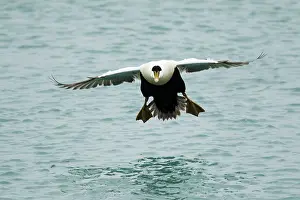 Eider: 80195471 Common Eider - male in flight Merakkasletta