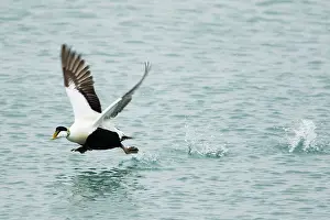 Eider: 80195472 Common Eider - male in flight taking off