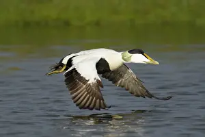 Eider: 80195475 Common Eider - male in flight Merakkasletta
