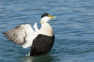 Eider: 80195477 Common Eider - male flapping wings Merakkasletta