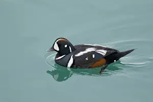 Jokulsarlon: 80195479 Harlequin Duck - male Jokulsarlon Lagoon