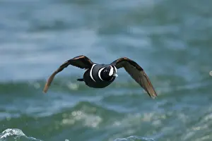 Myvatn: 80195480 Harlequin Duck - male in flight Lake Myvatn
