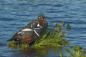 Harlequin: 80195482 Harlequin Duck - pair in vicinity of nest